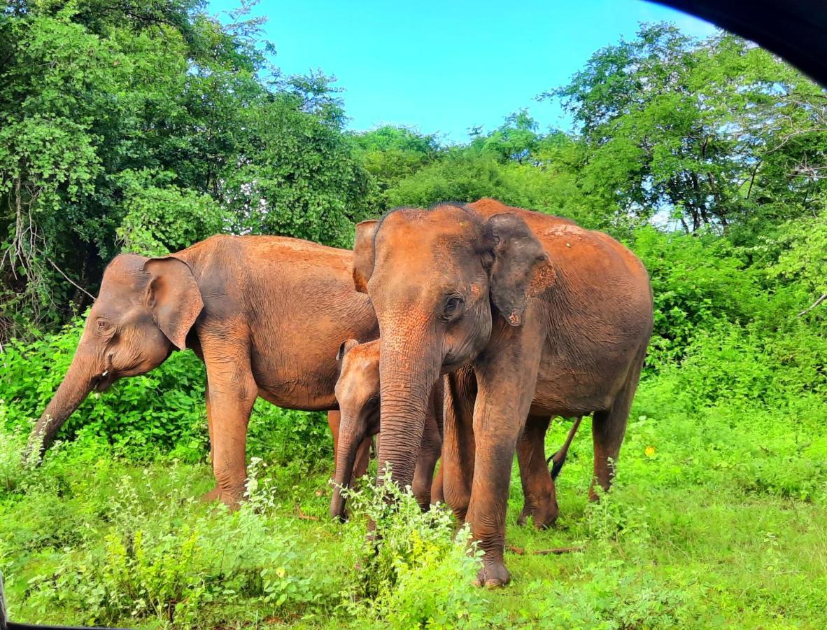 Hostel -In Frant Of The National Park- Udawalawe Luaran gambar