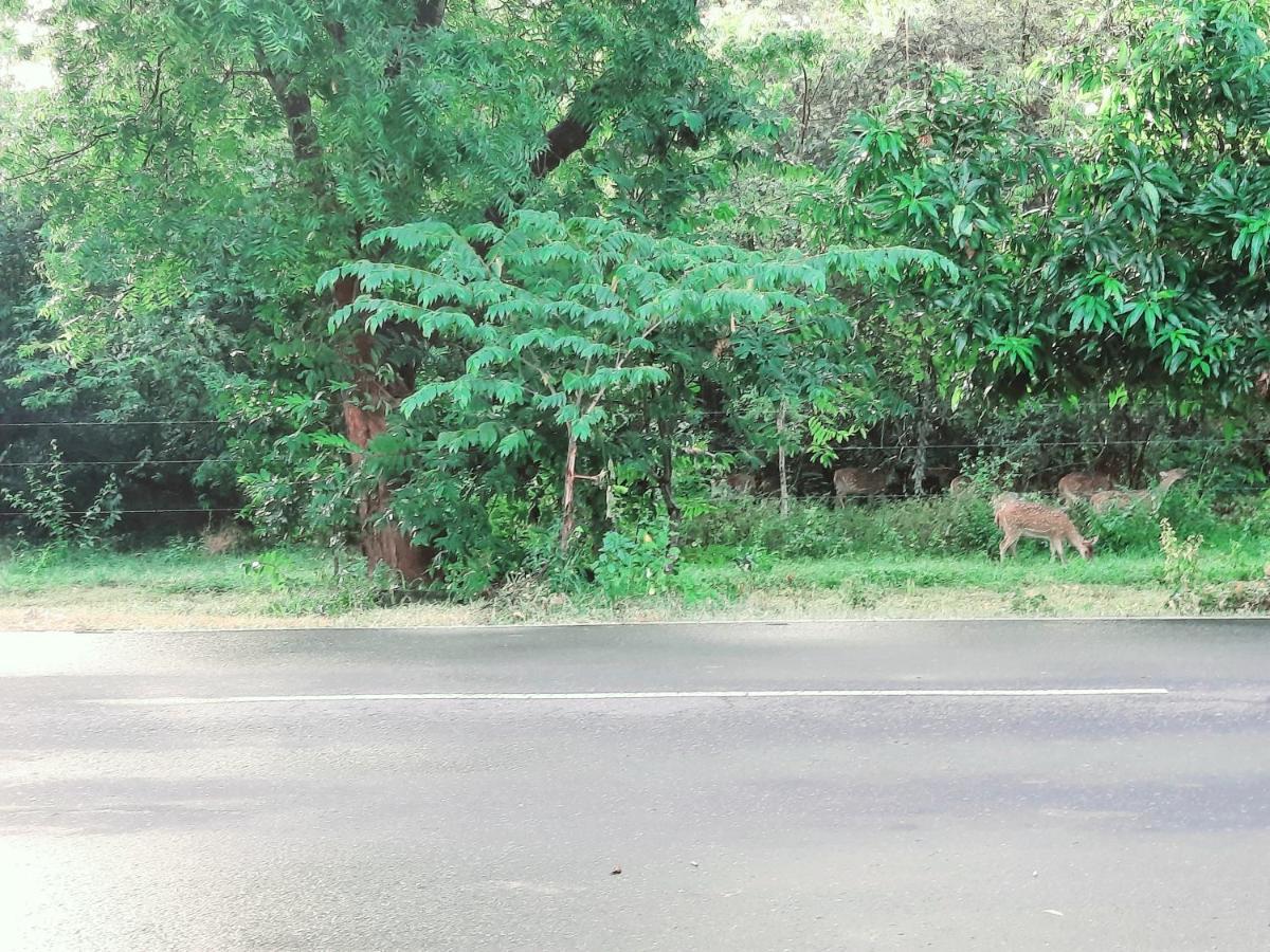 Hostel -In Frant Of The National Park- Udawalawe Luaran gambar